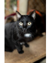 agostinho-lindissimo-gatinho-preto-de-5-anos-super-tranquilo-e-bonzinho-small-0