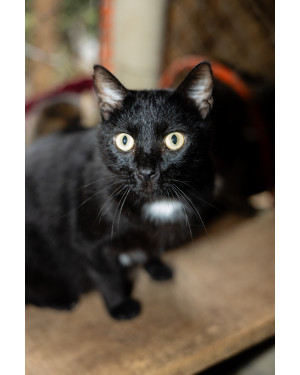 Agostinho: Lindíssimo Gatinho Preto de 5 Anos Super Tranquilo e Bonzinho