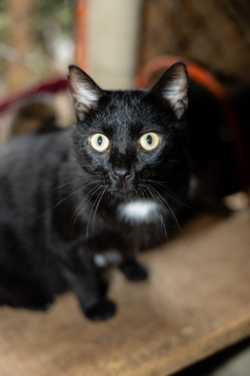 agostinho-lindissimo-gatinho-preto-de-5-anos-super-tranquilo-e-bonzinho-adocao-doacao-cachorro-gato-0