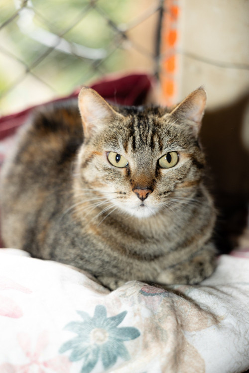 lolita-gatinha-femea-de-9-anos-medrosa-que-precisa-de-adaptacao-paciente-adocao-doacao-cachorro-gato-0