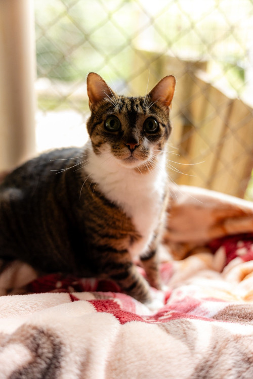 bolota-gatinha-femea-de-7-anos-que-e-um-amor-e-muito-carinhosa-adocao-doacao-cachorro-gato-0