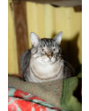 nico-gato-macho-de-9-anos-super-tranquilo-amoroso-e-companheiro-small-0