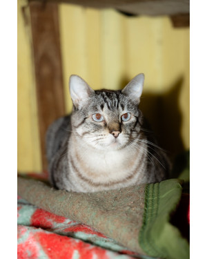 Nico: Gato Macho de 9 Anos Super Tranquilo, Amoroso e Companheiro