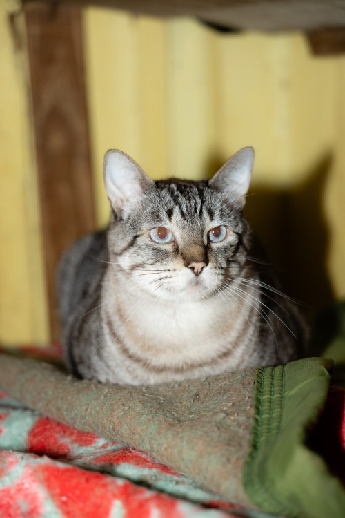 nico-gato-macho-de-9-anos-super-tranquilo-amoroso-e-companheiro-adocao-doacao-cachorro-gato-0