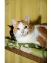 gabi-gatinha-femea-de-9-anos-super-tranquila-boazinha-e-carinhosa-small-0