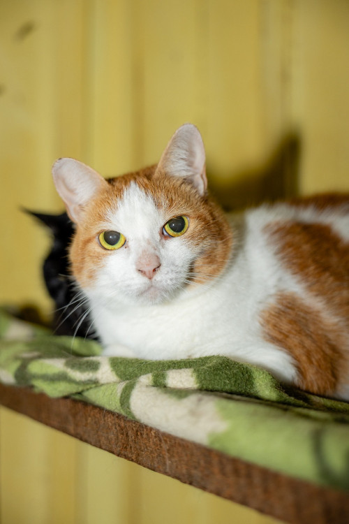 gabi-gatinha-femea-de-9-anos-super-tranquila-boazinha-e-carinhosa-adocao-doacao-cachorro-gato-0