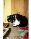 tina-gatinha-femea-de-11-anos-super-tranquila-e-amorosa-a-espera-de-um-lar-small-0