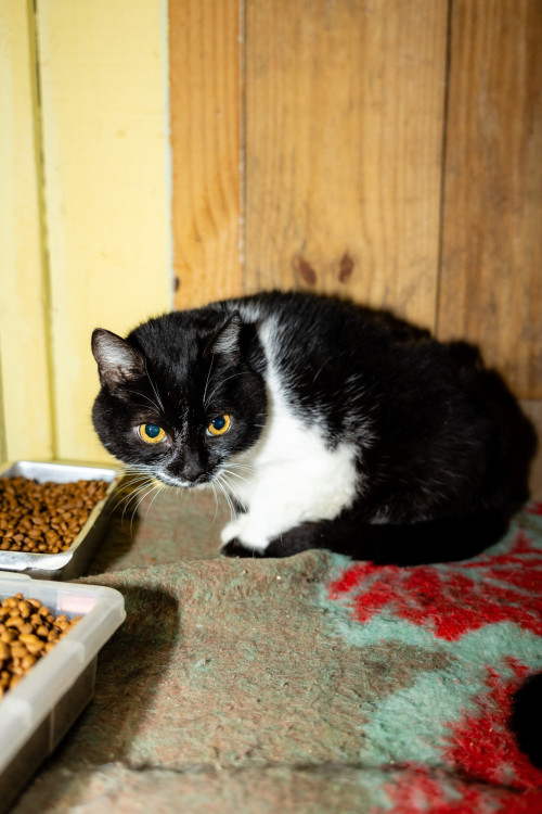 tina-gatinha-femea-de-11-anos-super-tranquila-e-amorosa-a-espera-de-um-lar-adocao-doacao-cachorro-gato-0