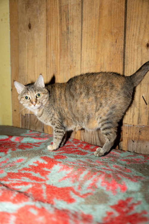 pepa-gatinha-femea-de-9-anos-super-tranquila-boazinha-e-carinhosa-adocao-doacao-cachorro-gato-0