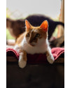 frajola-gatinho-macho-de-8-anos-super-amoroso-que-ama-cabelos-compridos-small-0