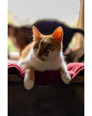 Frajola: Gatinho Macho de 8 Anos Super Amoroso que Ama Cabelos Compridos