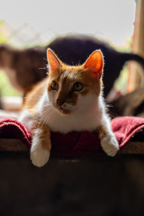 frajola-gatinho-macho-de-8-anos-super-amoroso-que-ama-cabelos-compridos-adocao-doacao-cachorro-gato-0