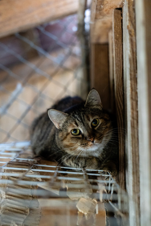 cleo-gatinha-femea-de-9-anos-linda-com-pelagem-de-obra-de-arte-adocao-doacao-cachorro-gato-0