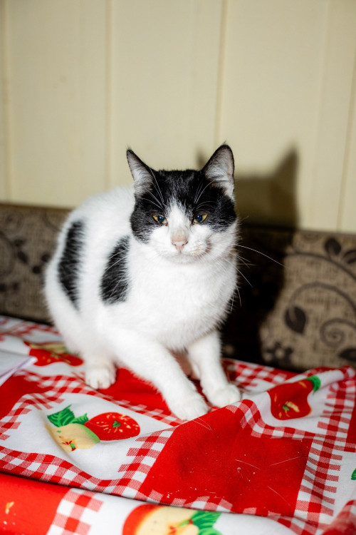 valentina-gatinha-femea-de-2-anos-super-boazinha-e-resgatada-de-maus-tratos-adocao-doacao-cachorro-gato-0
