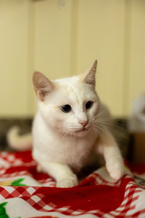 isis-gatinha-branquela-de-1-ano-super-amorosa-boazinha-e-carinhosa-adocao-doacao-cachorro-gato-0