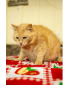simba-gatinho-gordo-de-2-anos-super-bonzinho-tranquilo-e-comilao-small-0