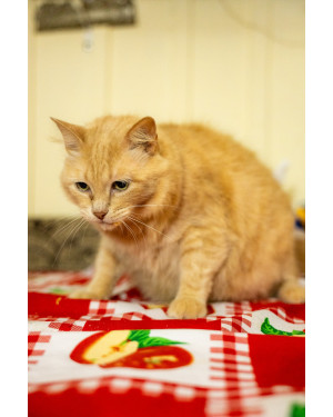 Simba: Gatinho Gordo de 2 Anos Super Bonzinho, Tranquilo e Comilão