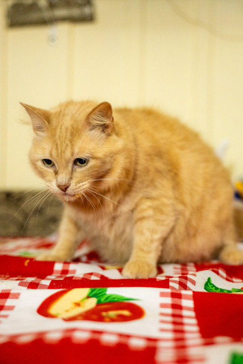 simba-gatinho-gordo-de-2-anos-super-bonzinho-tranquilo-e-comilao-adocao-doacao-cachorro-gato-0