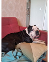 buchecha-buldogue-ingles-de-2-anos-cheio-de-energia-e-muito-companheiro-small-0
