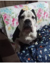 buchecha-buldogue-ingles-de-2-anos-cheio-de-energia-e-muito-companheiro-small-1