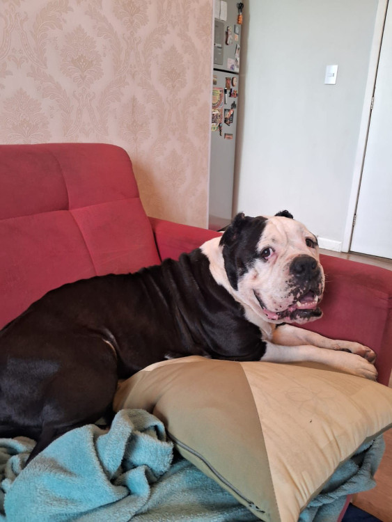 buchecha-buldogue-ingles-de-2-anos-cheio-de-energia-e-muito-companheiro-adocao-doacao-cachorro-gato-0