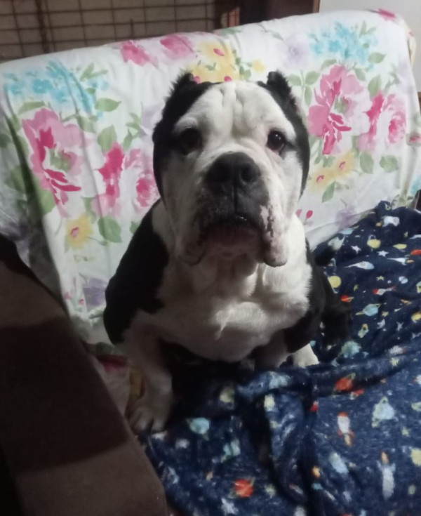 buchecha-buldogue-ingles-de-2-anos-cheio-de-energia-e-muito-companheiro-adocao-doacao-cachorro-gato-1