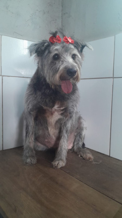 maria-de-porte-medio-de-8-anos-super-tranquila-e-silenciosa-adocao-doacao-cachorro-gato-1