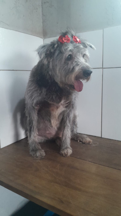 maria-de-porte-medio-de-8-anos-super-tranquila-e-silenciosa-adocao-doacao-cachorro-gato-0