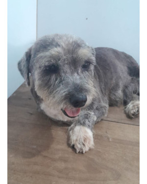 Bebeto: Cãozinho Macho de Porte Pequeno e 3 Anos que É Um Verdadeiro Anjo
