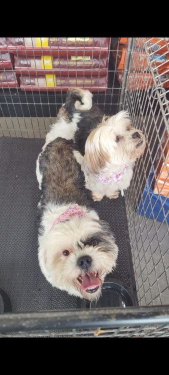 cindy-e-charlote-mae-e-filha-inseparaveis-para-adocao-conjunta-especial-adocao-doacao-cachorro-gato-0