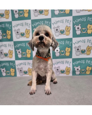 Benji: Cãozinho Macho de Porte Pequeno e 2 Anos Tranquilo e Amigável