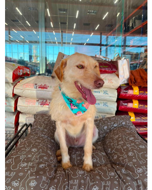 Galak: Cãozinho Macho de Porte Médio Super Brincalhão, Carinhoso e Um Neném