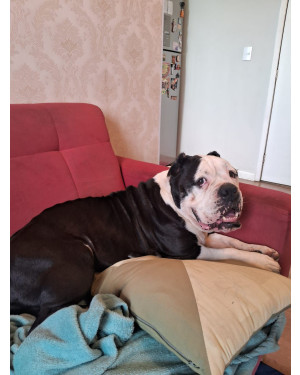 Bochecha: Buldogue Inglês Resgatado de Criação em Busca de um Lar Especial
