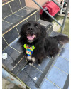 thor-caozinho-macho-de-porte-pequeno-a-medio-3-anos-super-alegre-e-sorridente-small-0