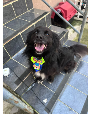 Thor: Cãozinho Macho de Porte Pequeno a Médio, 3 Anos, Super Alegre e Sorridente