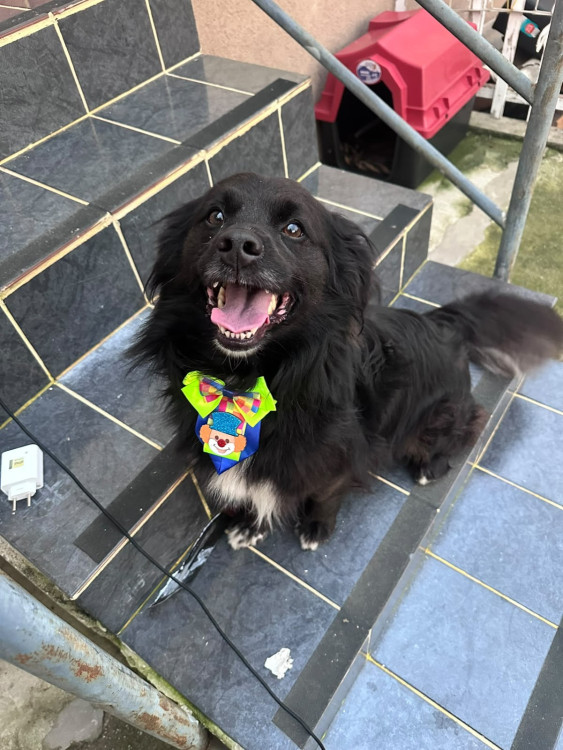 thor-caozinho-macho-de-porte-pequeno-a-medio-3-anos-super-alegre-e-sorridente-adocao-doacao-cachorro-gato-0