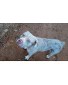 boris-caozinho-macho-de-2-anos-e-olhos-claros-super-docil-e-resgatado-small-0