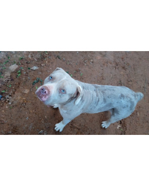 Boris: Cãozinho Macho de 2 Anos e Olhos Claros Super Dócil e Resgatado