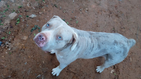 boris-caozinho-macho-de-2-anos-e-olhos-claros-super-docil-e-resgatado-adocao-doacao-cachorro-gato-0