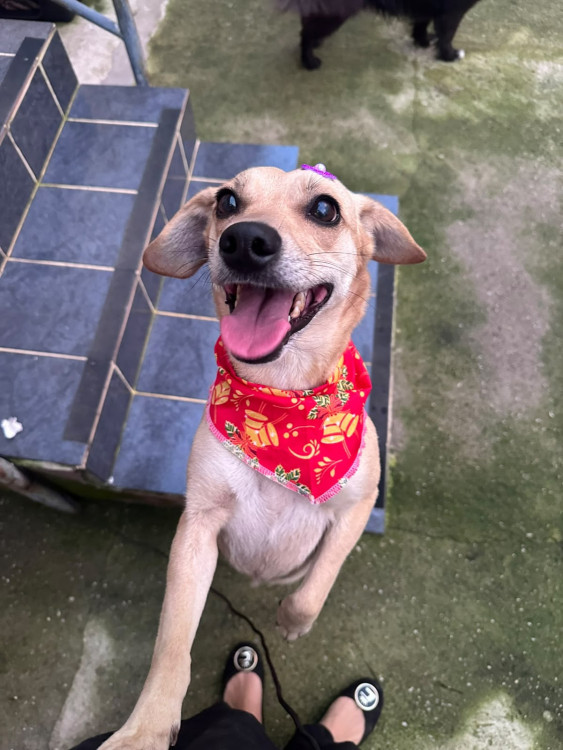 pandora-cadelinha-de-4-anos-de-porte-pequeno-a-medio-super-doce-e-ativa-adocao-doacao-cachorro-gato-0