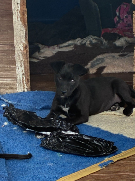 antonella-adocao-doacao-cachorro-gato-1