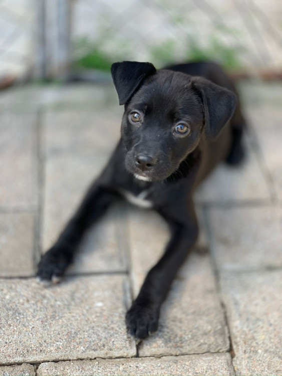 antonella-adocao-doacao-cachorro-gato-2