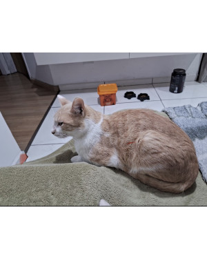 Gato Laranja Dócil