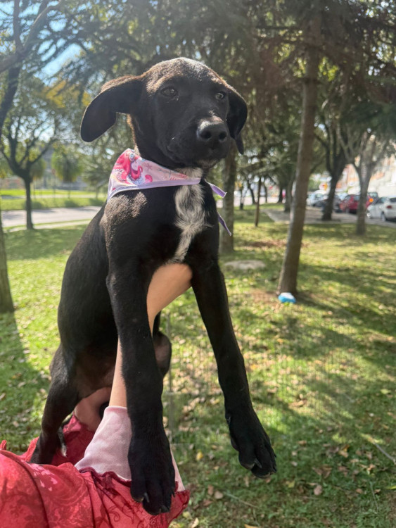 adote-adriana-adocao-doacao-cachorro-gato-0