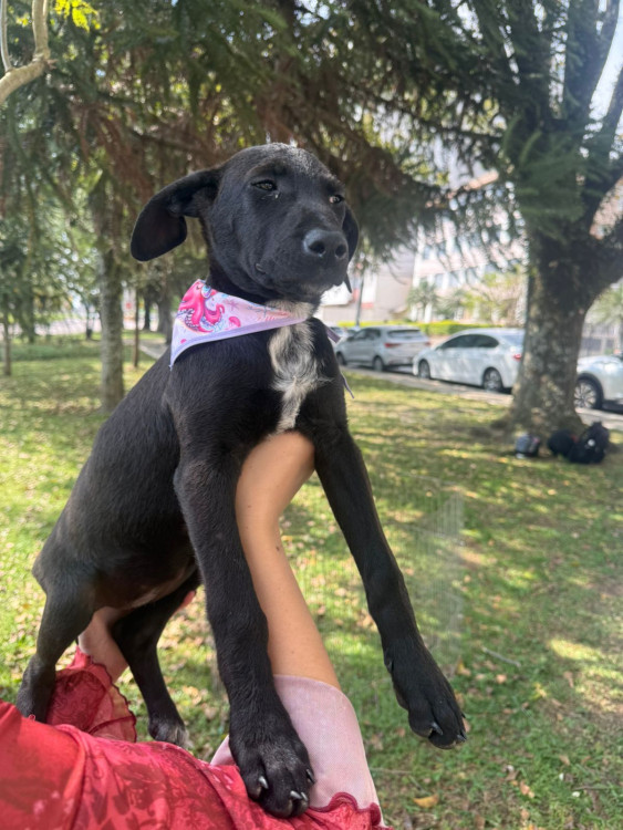 adote-adriana-adocao-doacao-cachorro-gato-2