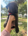 adote-cleber-small-2