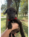 adote-cleber-small-1