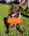 adote-cleber-small-4