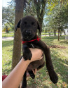 adote-cleber-small-0