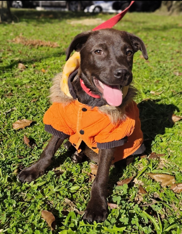adote-cleber-adocao-doacao-cachorro-gato-1